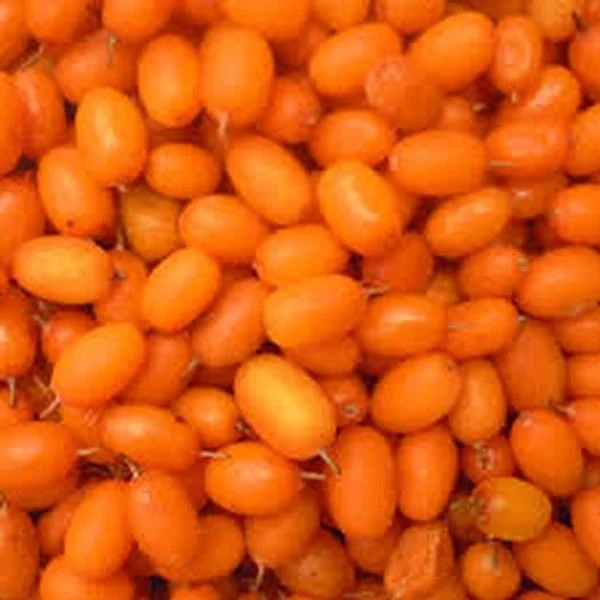 Sea Buckthorn